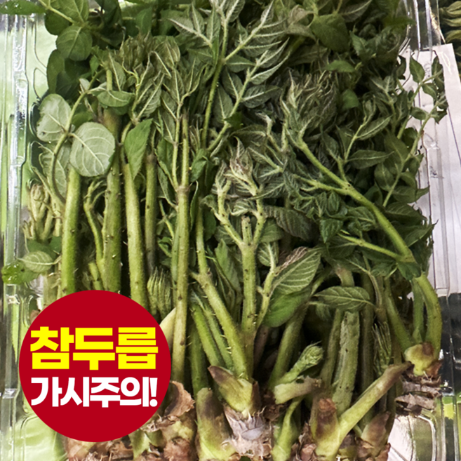 [긴급특가] 봄나물의 제왕 참두릅 가시두릅 1kg, 2개, 500g