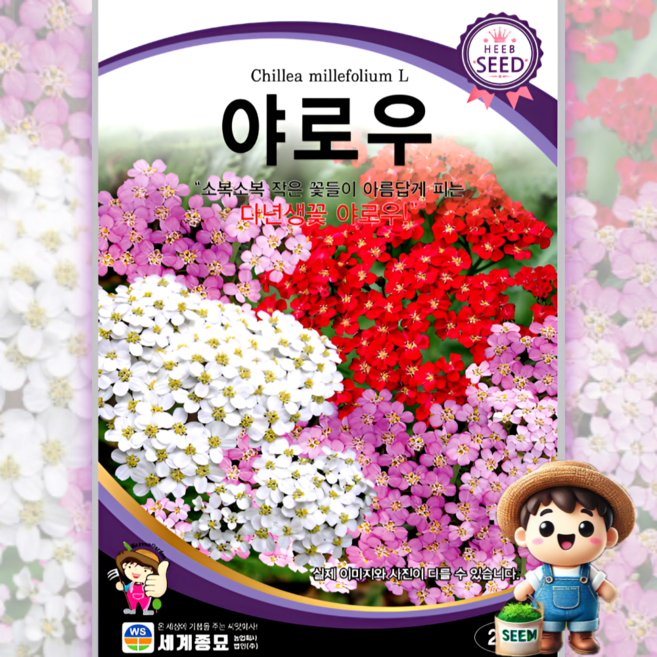 야로우 200립 일반종 다년생꽃 식용꽃 허브 꽃씨 씨앗 종자 세계, 1개