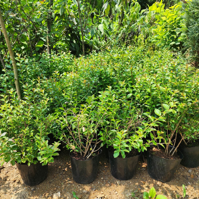 배롱나무 묘목 미니백일홍 5치포트 개화주(왜성종) 서산조경마켓, 미니배롱나무, 1개