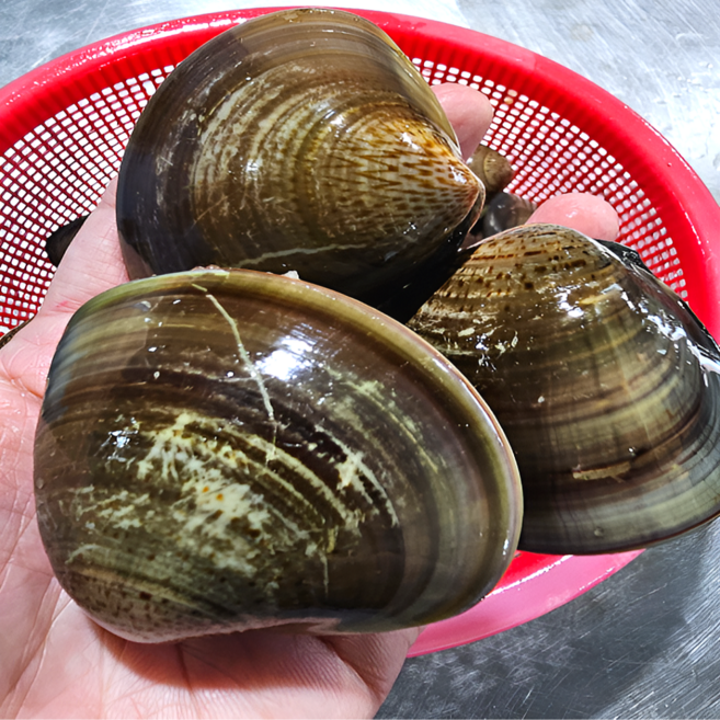 국산 자연산 제철 생합 백합 조개 구이 찜 캠핑 안주 산지직송, 1개, 1kg(대)