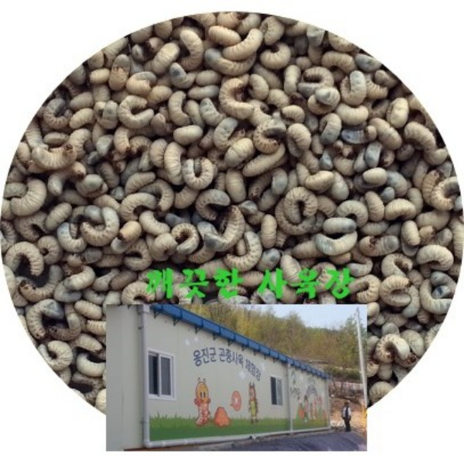 청정지역 섬나라굼 국내산 생 굼벵이 500g, 1개