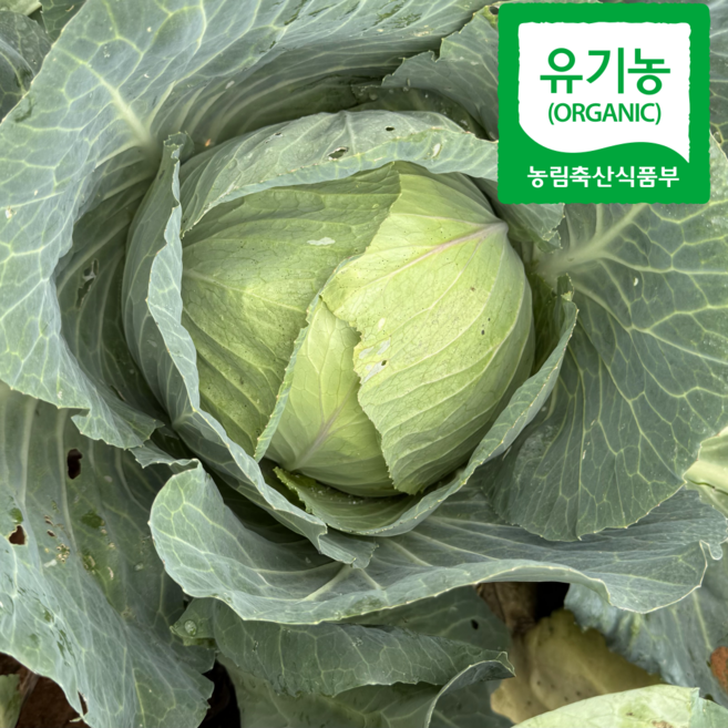 국내산 유기농 양배추 요리 제철음식 야채 즙 양배추샐러드, 10kg, 1박스