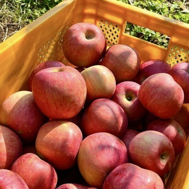 [초특가행사] 최대15brix 경북 햇사과 가정용, 1박스, 3kg(중소과)