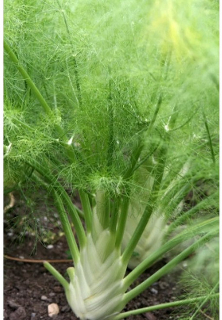 펜넬 Fennel 회향 허브 씨앗 소포장 대포장, 1개, 소포장 20립