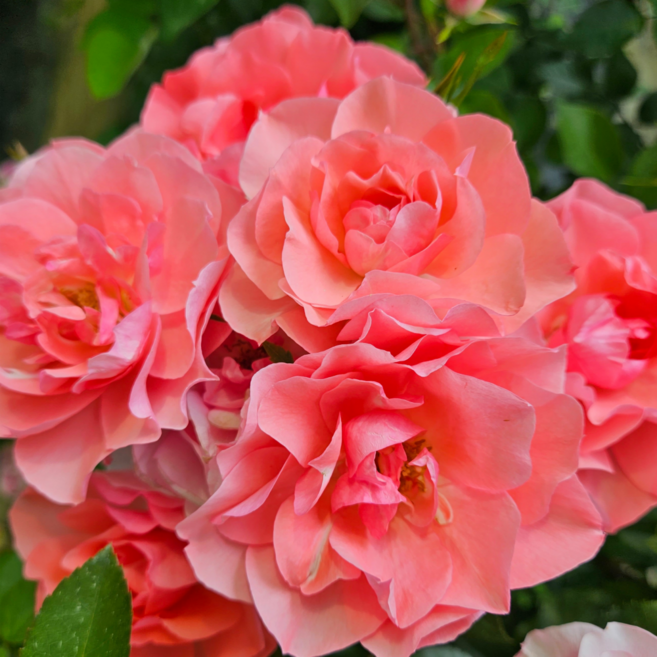 [여왕장미] 자뎅 드 프랑스 (Jardins de France) . 반복 개화성 우수. 프랑스 사계 정원 장미(비닐포트묘)