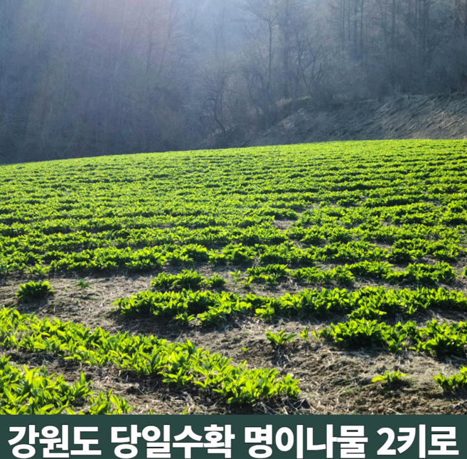 자연산 강원도 인제 잎 생 명이나물 생채 수확 제철나물 산마늘 대명이 줄기명이 봄나물 1kg 2kg 1키로 2키로, 1세트