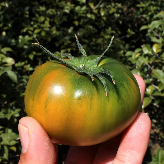 대저짭짤이토마토 대저토마토 당도선별 산지직송, 1개, 5kg (특품) 소과 2s-S