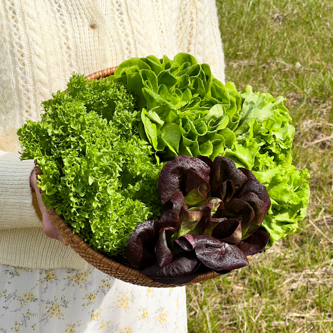 [당일 수확 발송] 신선한 무농약 유럽 샐러드 채소 모듬채소 쌈채소 로메인 버터헤드 국내산, 1개, 1kg
