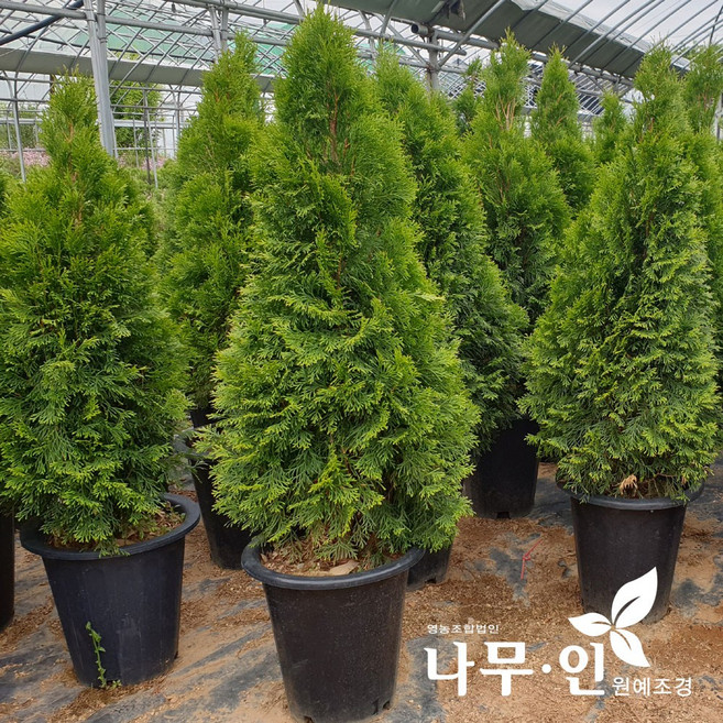 [나무인] 에메랄드그린 키1.2m 무배, 1개