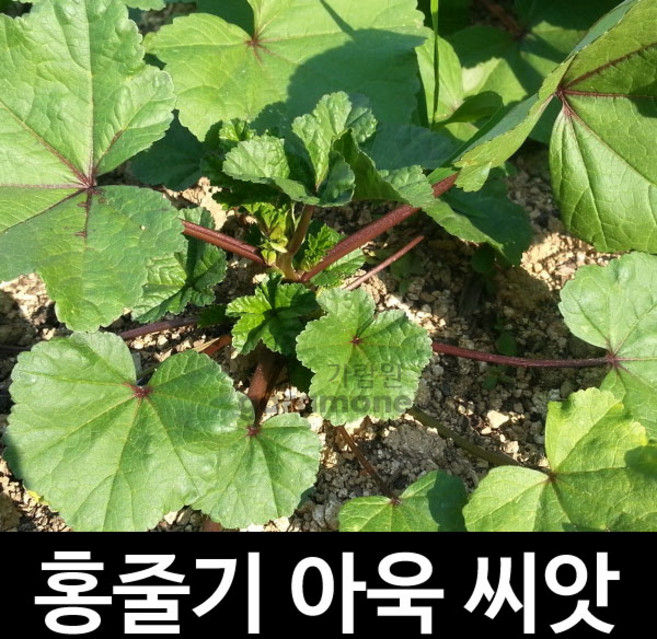 홍줄기 붉은 아욱 씨앗 아욱씨 종자 토종 재래종 100알, 1개