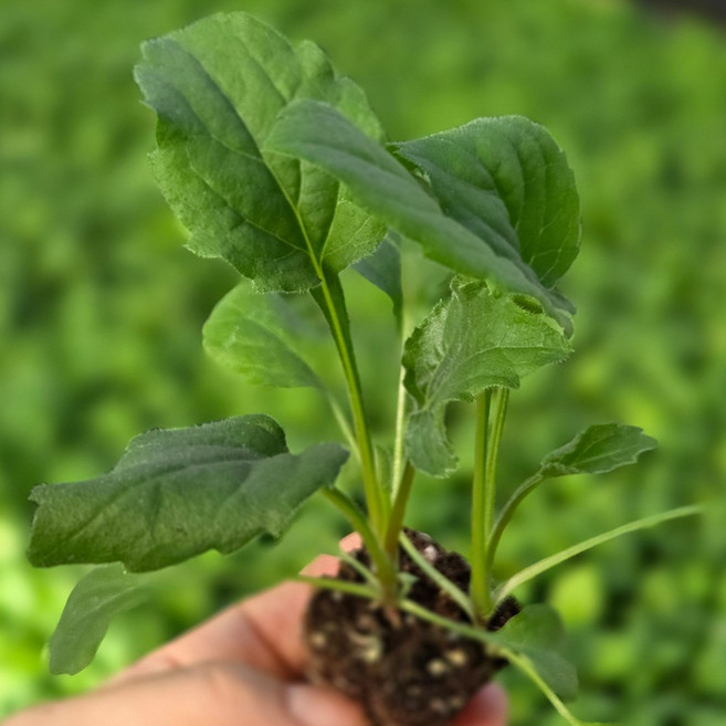 하라네 부지깽이 모종 울릉도 부지갱이 봄나물 산나물 텃밭 키우기, 5개