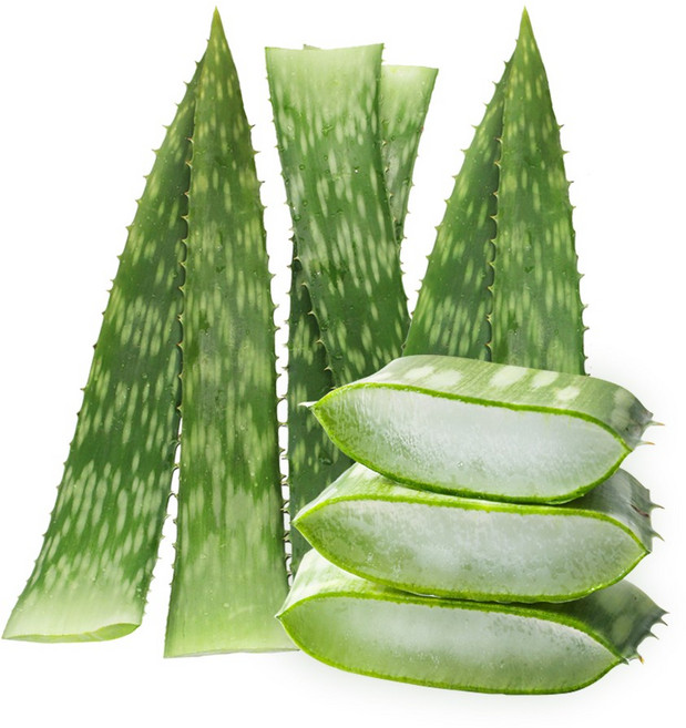 권도영알로에 유기농 생알로에 사포나리아 식용 먹는알로에, 1kg, 1개