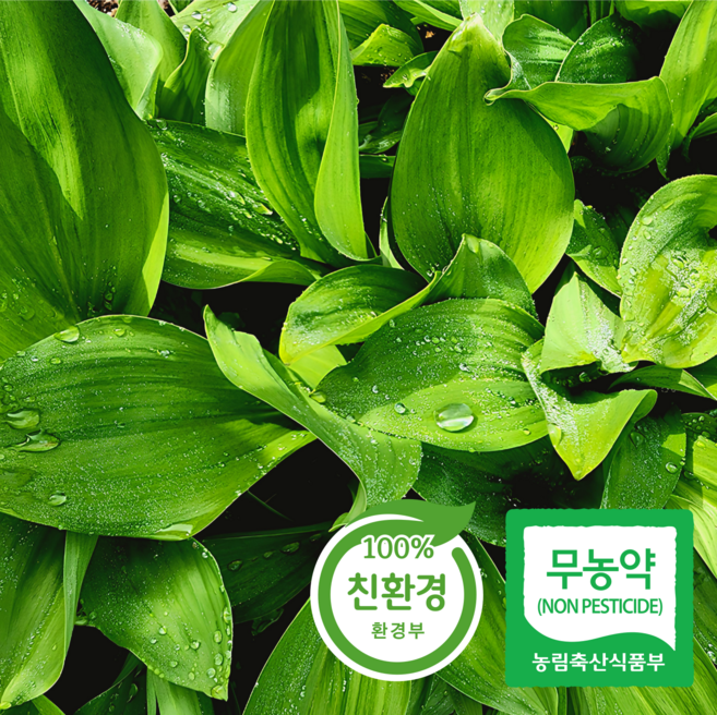 [산지직송] 울릉종 생 잎 명이나물 산마늘, 1박스, 3kg