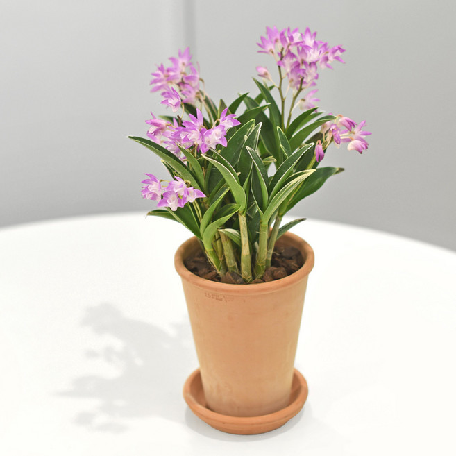 마이플랜트 긴기아난 흑진주 룽고팟 화분 받침 세트, 1개, 단일