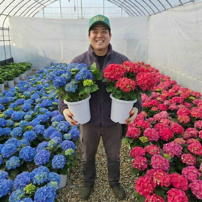 수국 화분 청수국 핑크수국 모종 제주 원예 수국 키우기, 원예수국, (블루)중품, 1개