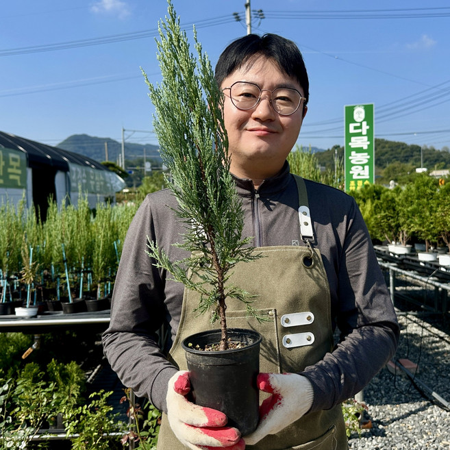 다목농원 문그로우 40cm 이상 120L 포트묘 화분묘 향나무 침엽수, 40cm 이상 포트묘
