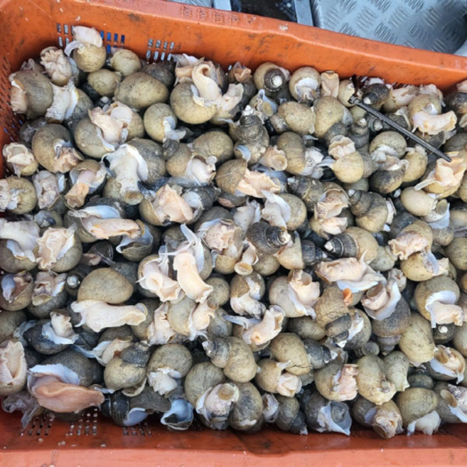 동해 활 골뱅이 흑고동 1kg(70미 내외), 1개, 1kg