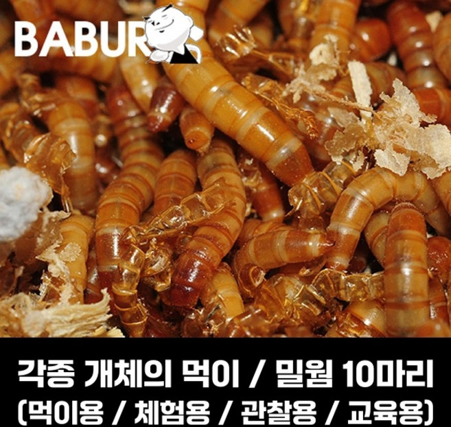 살아있는 밀웜 10마리 / 갈색거저리 유충 / 10마리 소량판매, 1개