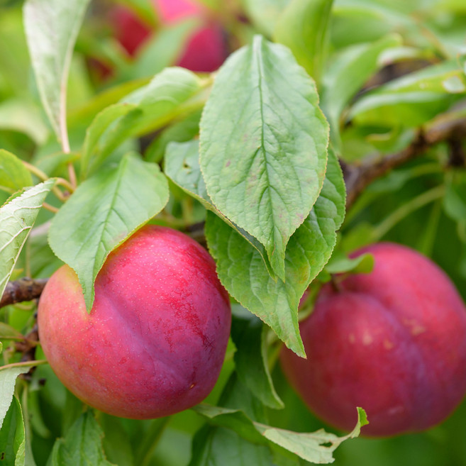 [충북농원] 대석 자두나무 묘목 - 접목묘, 접목/1년생/특묘, 1개, 접목/1년생/특묘