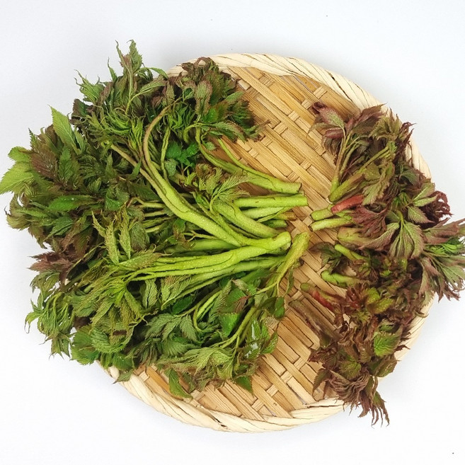 강원 정선 자연산 눈개승마 능개승마 삼나물 산나물 고냉지 채취, 2kg, 1박스