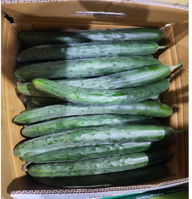 취청오이(상)10kg 1박스 자연대로팜웨이, 10kg (상)