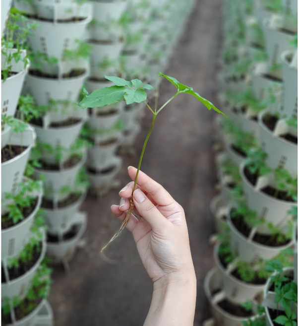 한우물농원 새싹삼 새싹 인삼, 30개, 중, 1g