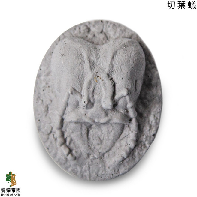 螞蟻帝國螞蟻造型磁鐵 冰箱磁鐵 真實細節 強力磁鐵 趣味裝飾, 切葉蟻