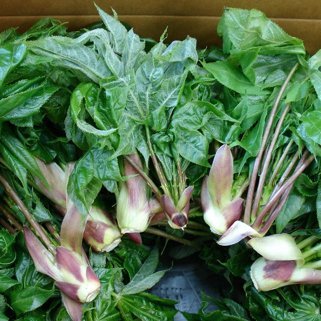 강원도 삼척 개두릅 제철 향긋한 봄나물 개두릅 엄나무순, 1kg, 1개