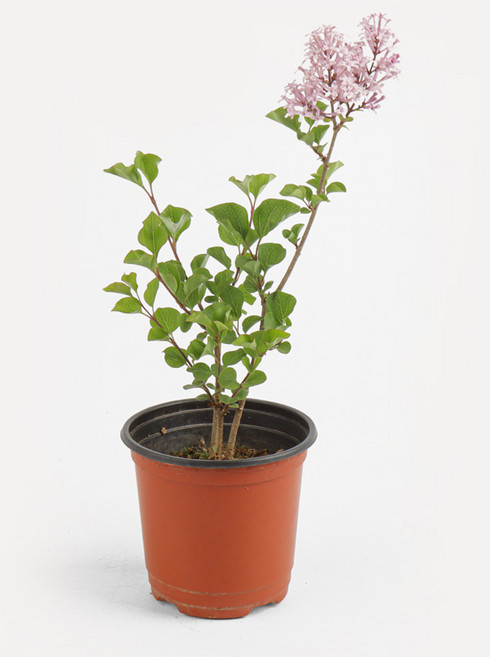 갑조네 미스김라일락 팔라빈라일락 라일락꽃 노지월동, 2개