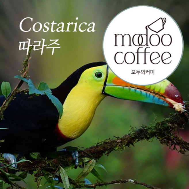 모두의커피 코스타리카 따라주 1kg 원두커피 분쇄도선택, 1개, 홀빈(분쇄안함)