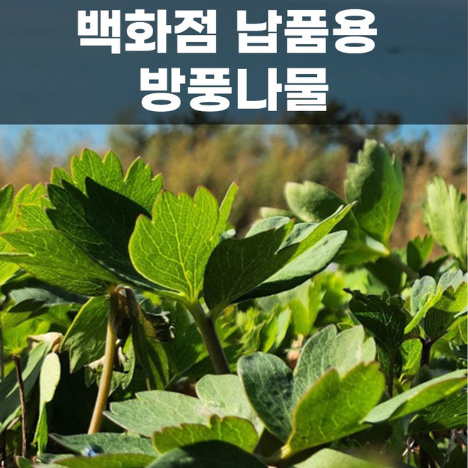 [백화점납품용] 더좋은 국내산 방풍나물 특상품, 1개, 3kg