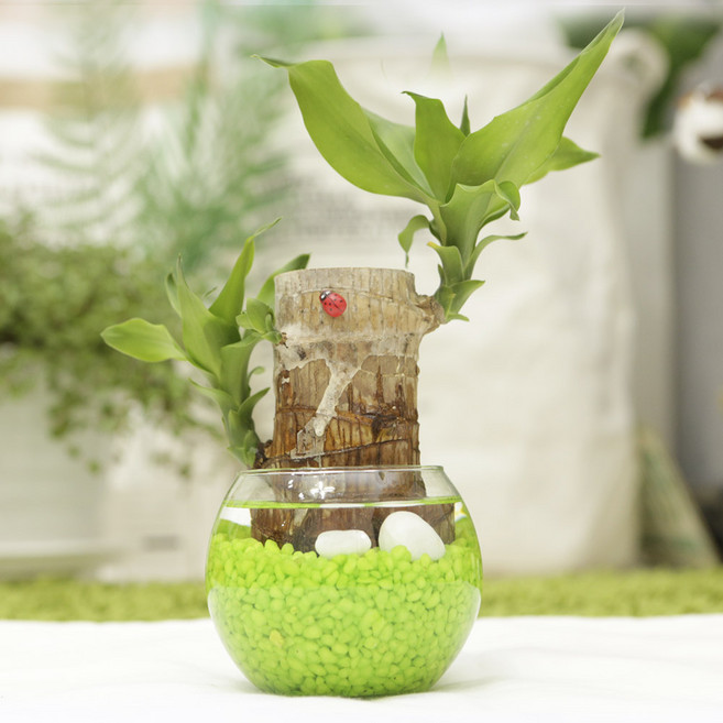 그린테라피 미니 푸딩 개운죽 행운목공기정화식물 미세먼지, 연두