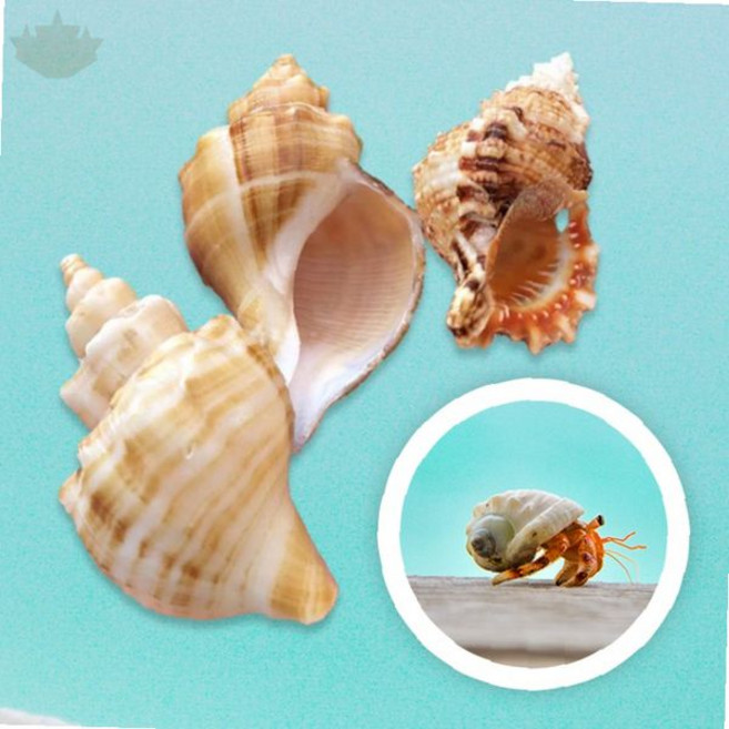 소라게 사육 소라 껍질 집 은신처 탈피 보호 쉘터 코코넛 크랩 애완 갑각류 서식, 1개
