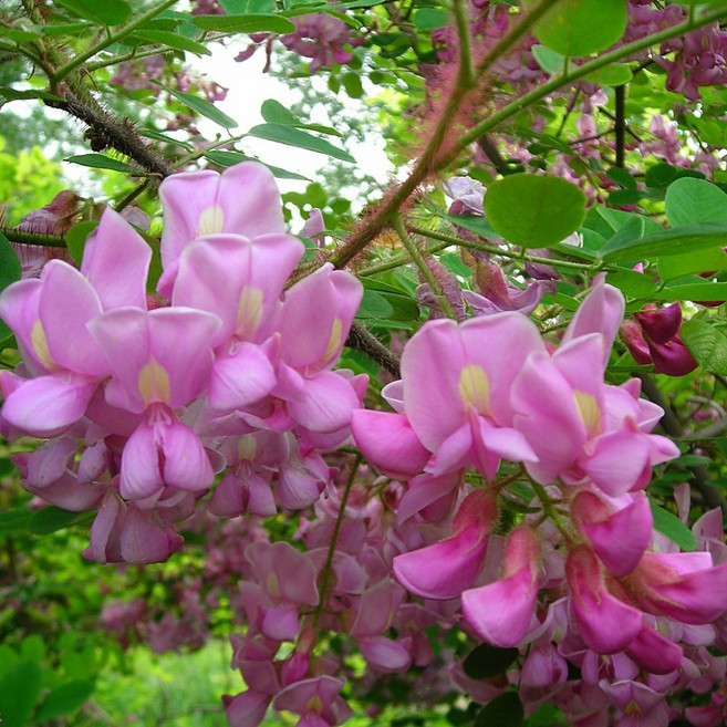 붉은색꽃 아카시아 / 아카시아묘목, 1개