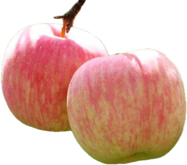 [24시간만 타임특가] 장인선별 극brix초고당도 부사못난이사과 초특가할인, 1박스, 10kg