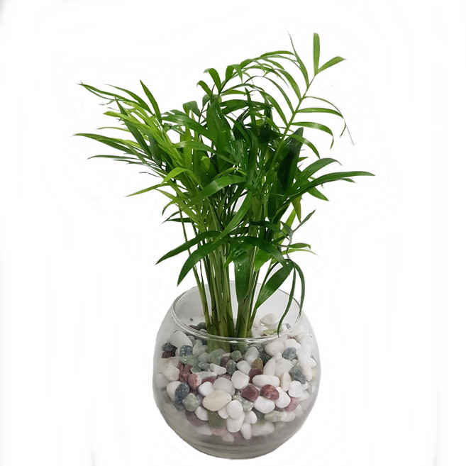 트리앤 1+1 푸딩병 개운죽 / 단지(1개) 아이비식물 테이블야자 천냥금 행운목 산데리아 홍콩야자 수경식물 수경재배, 59. 단지 테이블 야자(오색) 1개, 1개