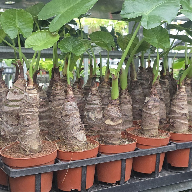 알로카시아 오도라 몸통알로 소품 반려식물, 1개, 기본