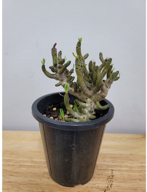 봄봄 부치아나홀수 부치홀지아누스 다육, 1개