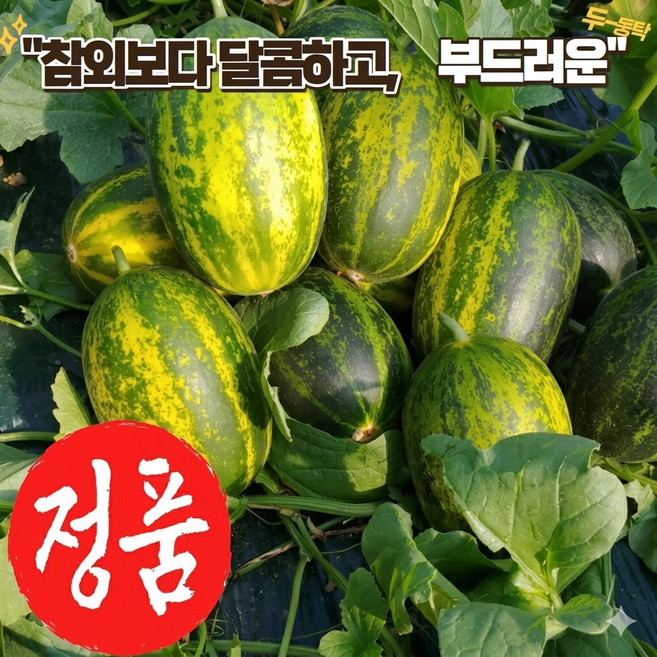[시즌종료임박] 참외보다 달콤한 고당도 파파야멜론 1 ~ 5kg, 1박스, 파파야메론 1kg