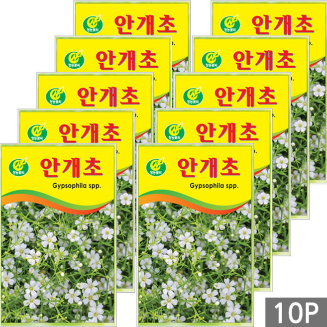 세인화분 안개초 200립 - 꽃씨 꽃씨앗 씨 씨앗, 10개