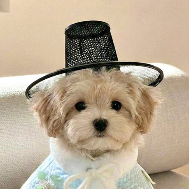 강아지갓 고양이갓 전통 한복모자 S