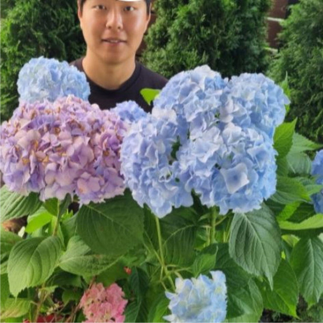 수국 3년생 (1+1 ) 2주세트 엔들리스써머 오리지널 칼라포트 수국 나무 묘목 목수국, 엔들리스써머 수국 3년생 (1+1 ) 2주 세트