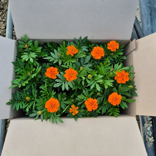 메리골드 주황 오렌지 꽃모종 15개 한판세트 정원조경 화단꾸미기, 1개
