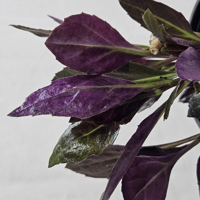 금시초 보라명월초 (10cm) 모종 안토시아닌 풍부 약용식물 지누라 바이컬러 식용 건강채소, 1개, 보라색잎