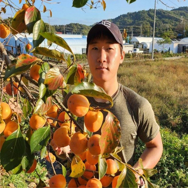 감나무 묘목 태추단감 대봉감 월하 감나무 상묘 접목묘목, 대봉감 접목 상묘 1.2미터