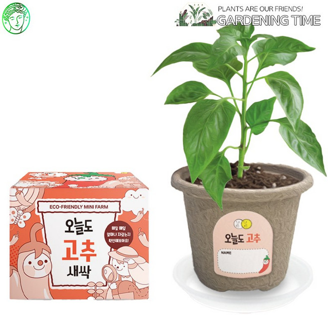 예스통상 <씨앗 식물 키우기 재배키트 50종> 모음전2 / 강낭콩키우기 토마토키우기 원예체험 텃밭가꾸기 새싹키우기, 21. 오늘도새싹 고추 단품