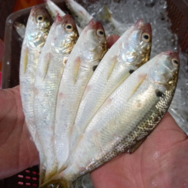 당일조업 국내산 자연산 전어, 1박스