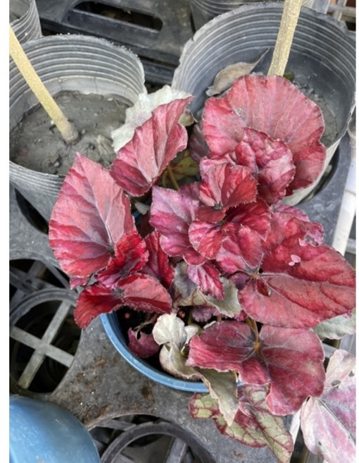 霏霏園藝煙霧海棠5吋盆栽 室內盆栽植物 易於照料 美化空間 淨化空氣, 1個