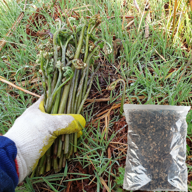 향토박이 제주 햇고사리 마른 고사리 자연 산나물 한라산 건나물, 1.제주 건고사리200g, 1개