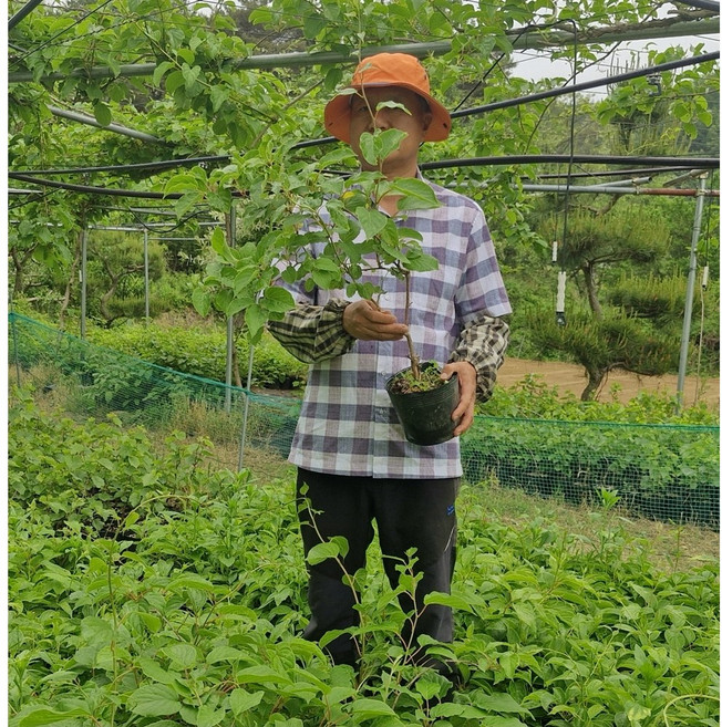 청하다래농원 토종 다래 묘목 3년생 결실주 (6치 2.1리터 포트) 신품종 다래나무 묘목, 6치 2.1 리터 포트, 1개, 토종다래 3년생